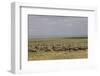 Herd of Wildebeests (Connochaetes Taurinus)-Angelo Cavalli-Framed Photographic Print