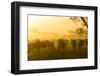 Herd of Wildebeests Silhouetted in Golden Dust, Ngorongoro, Tanzania-James Heupel-Framed Photographic Print