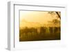 Herd of Wildebeests Silhouetted in Golden Dust, Ngorongoro, Tanzania-James Heupel-Framed Photographic Print