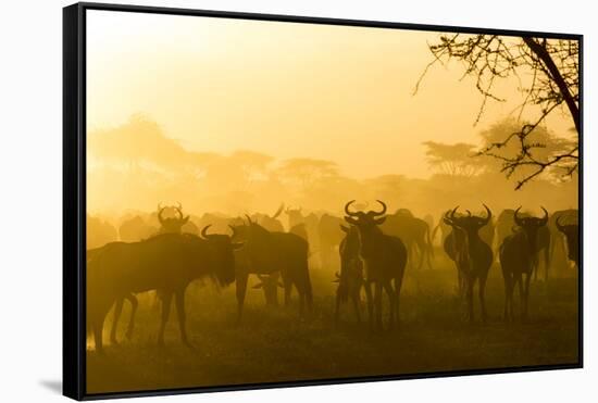 Herd of Wildebeests Silhouetted in Golden Dust, Ngorongoro, Tanzania-James Heupel-Framed Stretched Canvas