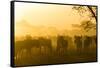 Herd of Wildebeests Silhouetted in Golden Dust, Ngorongoro, Tanzania-James Heupel-Framed Stretched Canvas