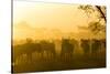 Herd of Wildebeests Silhouetted in Golden Dust, Ngorongoro, Tanzania-James Heupel-Stretched Canvas