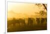 Herd of Wildebeests Silhouetted in Golden Dust, Ngorongoro, Tanzania-James Heupel-Framed Photographic Print