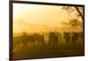 Herd of Wildebeests Silhouetted in Golden Dust, Ngorongoro, Tanzania-James Heupel-Framed Photographic Print