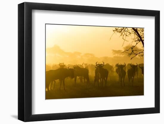 Herd of Wildebeests Silhouetted in Golden Dust, Ngorongoro, Tanzania-James Heupel-Framed Premium Photographic Print