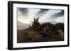 Herd of Xenoceratops Foremostensis from the Cretaceous Period-null-Framed Premium Giclee Print