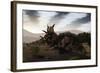 Herd of Xenoceratops Foremostensis from the Cretaceous Period-null-Framed Art Print