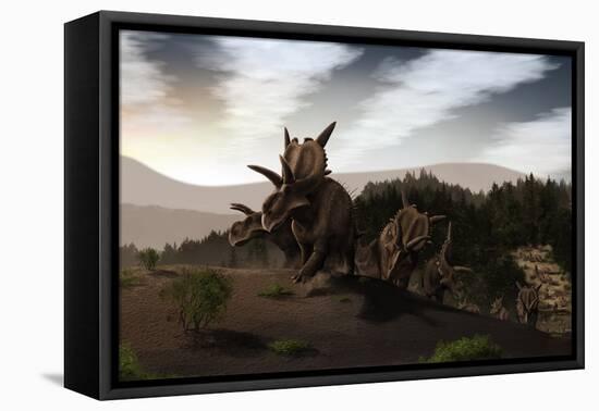 Herd of Xenoceratops Foremostensis from the Cretaceous Period-null-Framed Stretched Canvas