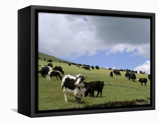 Herd of Yak, Including a White Yak, Lake Son-Kul, Kyrgyzstan, Central Asia-Upperhall-Framed Stretched Canvas