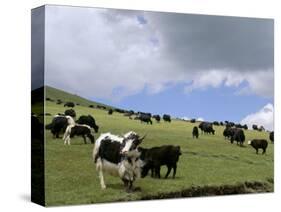 Herd of Yak, Including a White Yak, Lake Son-Kul, Kyrgyzstan, Central Asia-Upperhall-Stretched Canvas