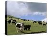 Herd of Yak, Including a White Yak, Lake Son-Kul, Kyrgyzstan, Central Asia-Upperhall-Stretched Canvas