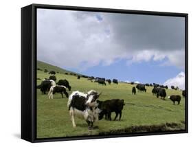 Herd of Yak, Including a White Yak, Lake Son-Kul, Kyrgyzstan, Central Asia-Upperhall-Framed Stretched Canvas