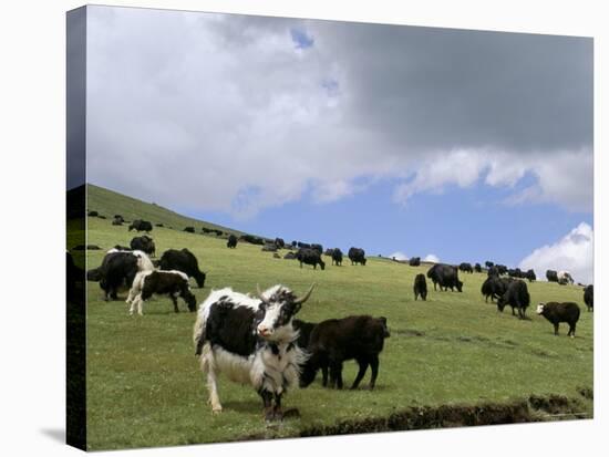 Herd of Yak, Including a White Yak, Lake Son-Kul, Kyrgyzstan, Central Asia-Upperhall-Stretched Canvas