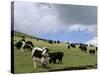 Herd of Yak, Including a White Yak, Lake Son-Kul, Kyrgyzstan, Central Asia-Upperhall-Stretched Canvas