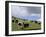 Herd of Yak, Including a White Yak, Lake Son-Kul, Kyrgyzstan, Central Asia-Upperhall-Framed Premium Photographic Print