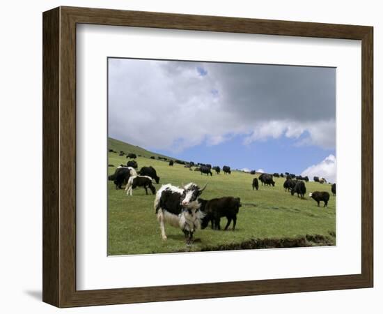 Herd of Yak, Including a White Yak, Lake Son-Kul, Kyrgyzstan, Central Asia-Upperhall-Framed Photographic Print