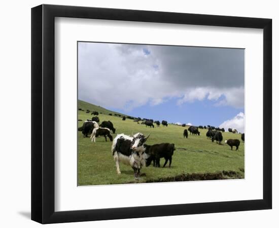 Herd of Yak, Including a White Yak, Lake Son-Kul, Kyrgyzstan, Central Asia-Upperhall-Framed Photographic Print