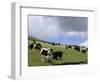 Herd of Yak, Including a White Yak, Lake Son-Kul, Kyrgyzstan, Central Asia-Upperhall-Framed Photographic Print