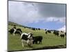 Herd of Yak, Including a White Yak, Lake Son-Kul, Kyrgyzstan, Central Asia-Upperhall-Mounted Photographic Print