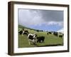 Herd of Yak, Including a White Yak, Lake Son-Kul, Kyrgyzstan, Central Asia-Upperhall-Framed Photographic Print