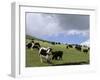 Herd of Yak, Including a White Yak, Lake Son-Kul, Kyrgyzstan, Central Asia-Upperhall-Framed Photographic Print