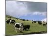 Herd of Yak, Including a White Yak, Lake Son-Kul, Kyrgyzstan, Central Asia-Upperhall-Mounted Photographic Print