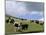 Herd of Yak, Including a White Yak, Lake Son-Kul, Kyrgyzstan, Central Asia-Upperhall-Mounted Photographic Print