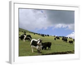 Herd of Yak, Including a White Yak, Lake Son-Kul, Kyrgyzstan, Central Asia-Upperhall-Framed Photographic Print