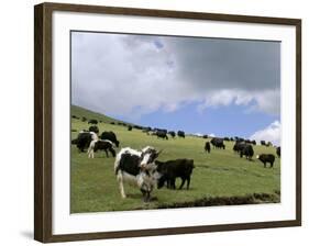 Herd of Yak, Including a White Yak, Lake Son-Kul, Kyrgyzstan, Central Asia-Upperhall-Framed Photographic Print