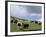 Herd of Yak, Including a White Yak, Lake Son-Kul, Kyrgyzstan, Central Asia-Upperhall-Framed Photographic Print