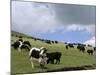 Herd of Yak, Including a White Yak, Lake Son-Kul, Kyrgyzstan, Central Asia-Upperhall-Mounted Photographic Print