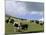 Herd of Yak, Including a White Yak, Lake Son-Kul, Kyrgyzstan, Central Asia-Upperhall-Mounted Photographic Print