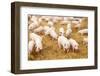 Herd of Young Piglet on Hay and Straw at Pig Breeding Farm-kadmy-Framed Photographic Print