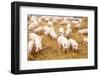 Herd of Young Piglet on Hay and Straw at Pig Breeding Farm-kadmy-Framed Photographic Print