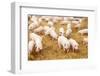 Herd of Young Piglet on Hay and Straw at Pig Breeding Farm-kadmy-Framed Photographic Print