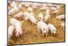 Herd of Young Piglet on Hay and Straw at Pig Breeding Farm-kadmy-Mounted Photographic Print