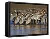 Herd of Zebras Drinking Water, Ngorongoro Conservation Area, Arusha Region-null-Framed Stretched Canvas