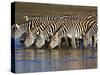 Herd of Zebras Drinking Water, Ngorongoro Conservation Area, Arusha Region-null-Stretched Canvas