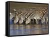 Herd of Zebras Drinking Water, Ngorongoro Conservation Area, Arusha Region-null-Framed Stretched Canvas
