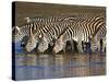 Herd of Zebras Drinking Water, Ngorongoro Conservation Area, Arusha Region-null-Stretched Canvas