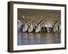 Herd of Zebras Drinking Water, Ngorongoro Conservation Area, Arusha Region-null-Framed Photographic Print