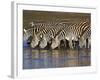 Herd of Zebras Drinking Water, Ngorongoro Conservation Area, Arusha Region-null-Framed Photographic Print