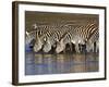 Herd of Zebras Drinking Water, Ngorongoro Conservation Area, Arusha Region-null-Framed Photographic Print