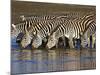 Herd of Zebras Drinking Water, Ngorongoro Conservation Area, Arusha Region-null-Mounted Photographic Print