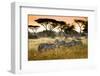 Herd of Zebras on the African Savannah-Andrzej Kubik-Framed Photographic Print