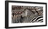 Herd of zebras-Pangea Images-Framed Art Print