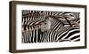 Herd of zebras-Pangea Images-Framed Art Print