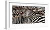 Herd of zebras-Pangea Images-Framed Art Print