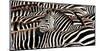 Herd of zebras-Pangea Images-Mounted Art Print