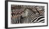 Herd of zebras-Pangea Images-Framed Art Print